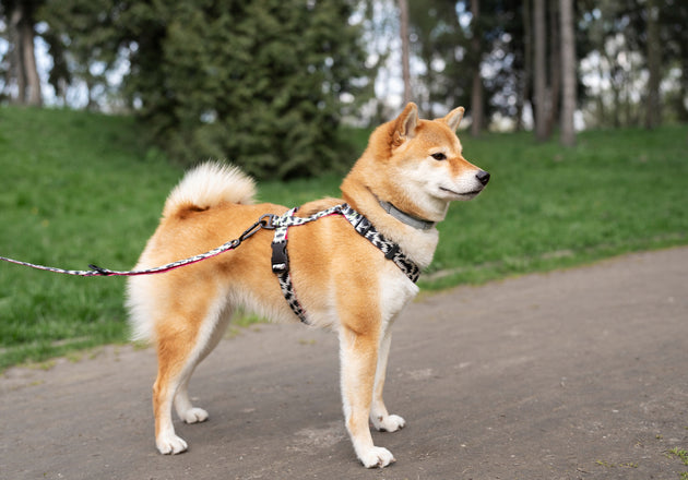 Traveling with your Dog? Don't forget the Leash!